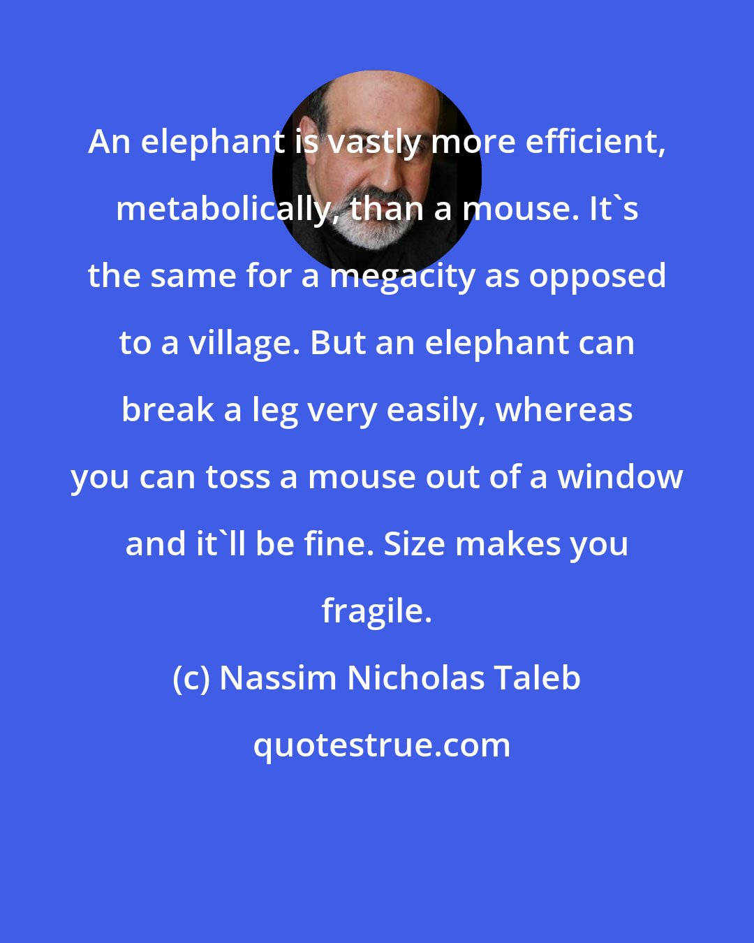 Nassim Nicholas Taleb: An elephant is vastly more efficient, metabolically, than a mouse. It's the same for a megacity as opposed to a village. But an elephant can break a leg very easily, whereas you can toss a mouse out of a window and it'll be fine. Size makes you fragile.