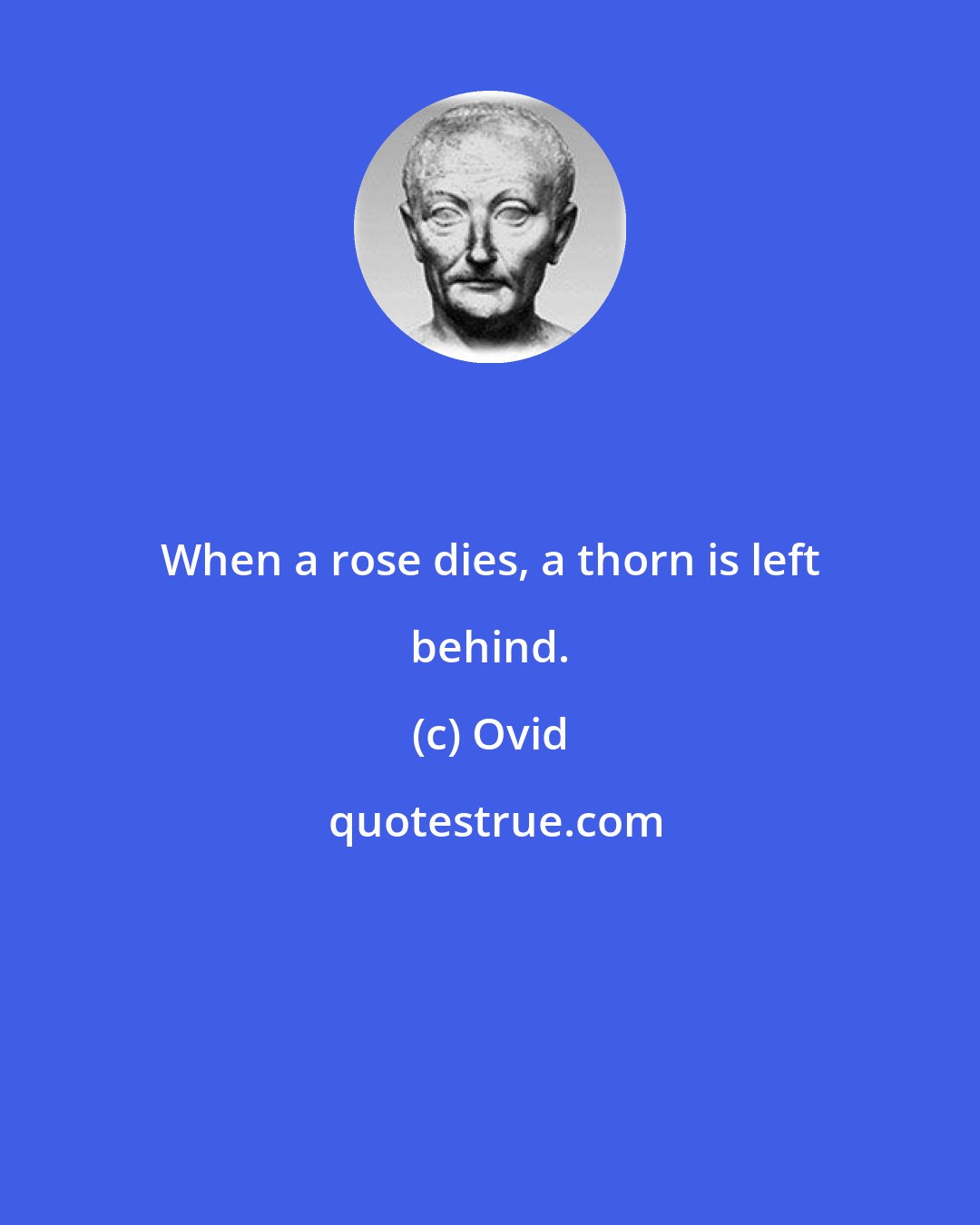 Ovid: When a rose dies, a thorn is left behind.