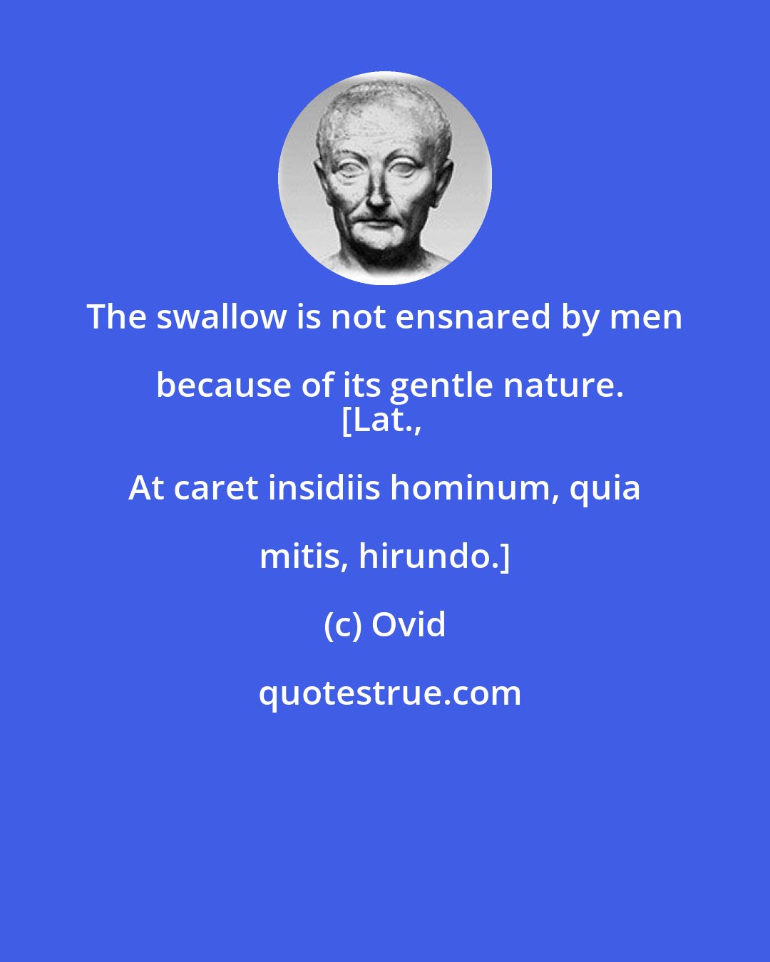 Ovid: The swallow is not ensnared by men because of its gentle nature.
[Lat., At caret insidiis hominum, quia mitis, hirundo.]