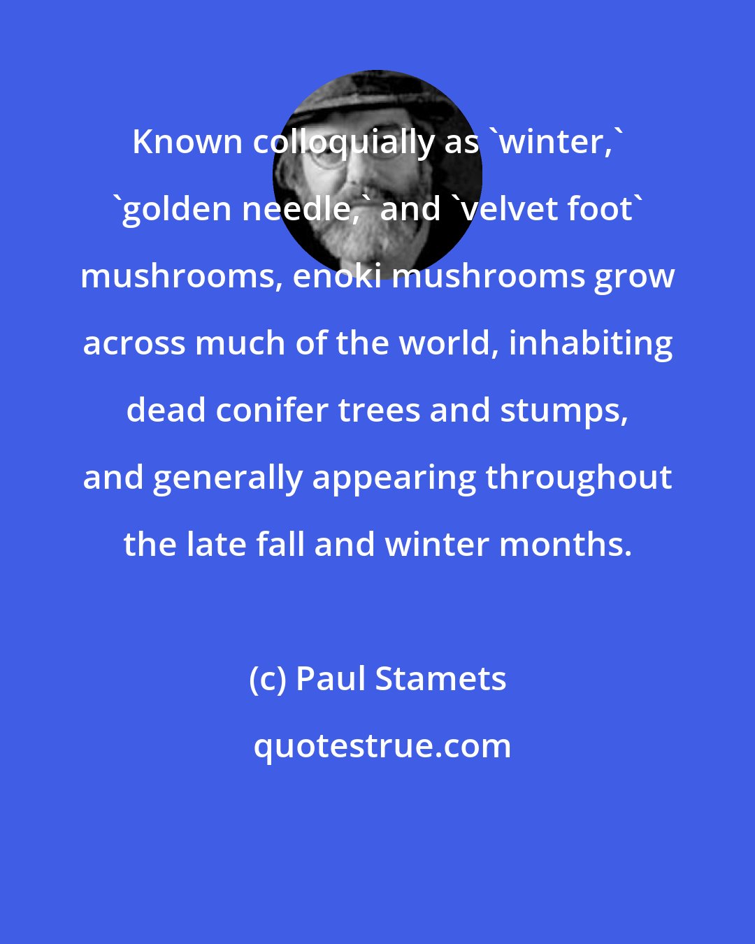 Paul Stamets: Known colloquially as 'winter,' 'golden needle,' and 'velvet foot' mushrooms, enoki mushrooms grow across much of the world, inhabiting dead conifer trees and stumps, and generally appearing throughout the late fall and winter months.