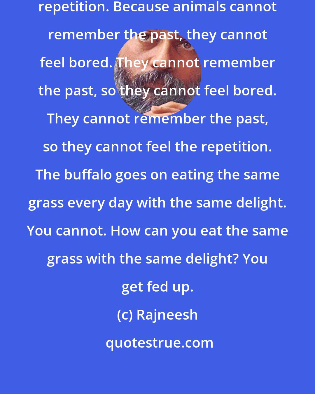 Rajneesh: Boredom is the consciousness of repetition. Because animals cannot remember the past, they cannot feel bored. They cannot remember the past, so they cannot feel bored. They cannot remember the past, so they cannot feel the repetition. The buffalo goes on eating the same grass every day with the same delight. You cannot. How can you eat the same grass with the same delight? You get fed up.