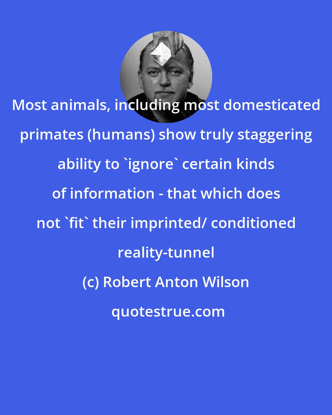 Robert Anton Wilson: Most animals, including most domesticated primates (humans) show truly staggering ability to 'ignore' certain kinds of information - that which does not 'fit' their imprinted/ conditioned reality-tunnel