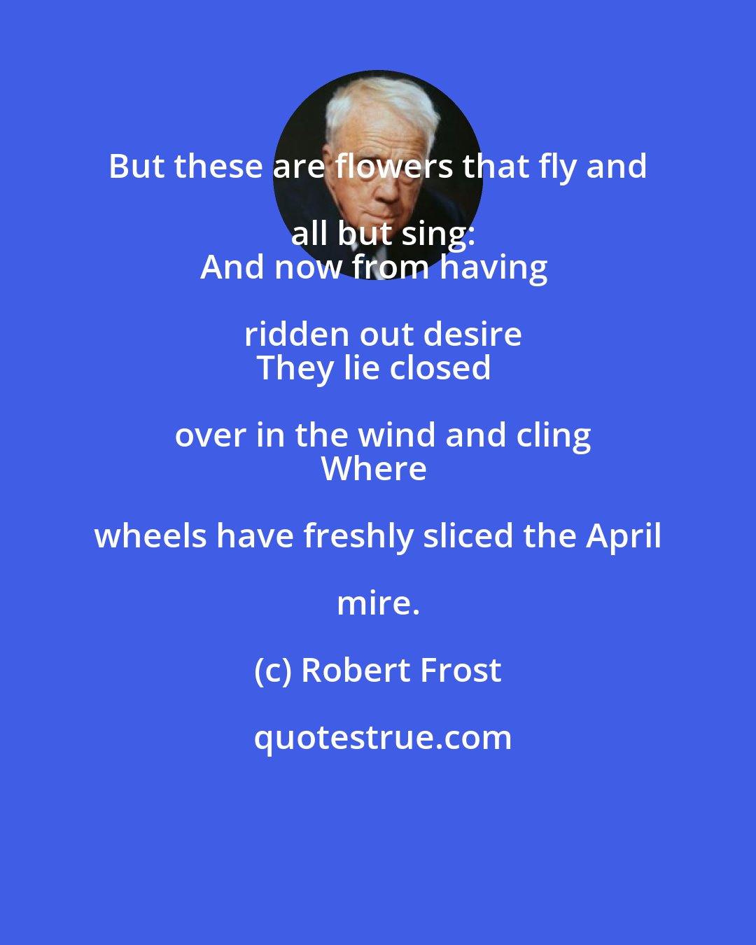 Robert Frost: But these are flowers that fly and all but sing:
And now from having ridden out desire
They lie closed over in the wind and cling
Where wheels have freshly sliced the April mire.