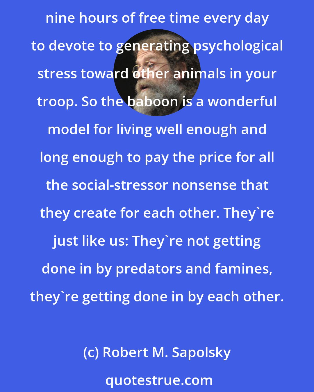 Robert M. Sapolsky: If you live in a baboon troop in the Serengeti, you only have to work three hours a day for your calories, and predators don't mess with you much. What that means is you've got nine hours of free time every day to devote to generating psychological stress toward other animals in your troop. So the baboon is a wonderful model for living well enough and long enough to pay the price for all the social-stressor nonsense that they create for each other. They're just like us: They're not getting done in by predators and famines, they're getting done in by each other.