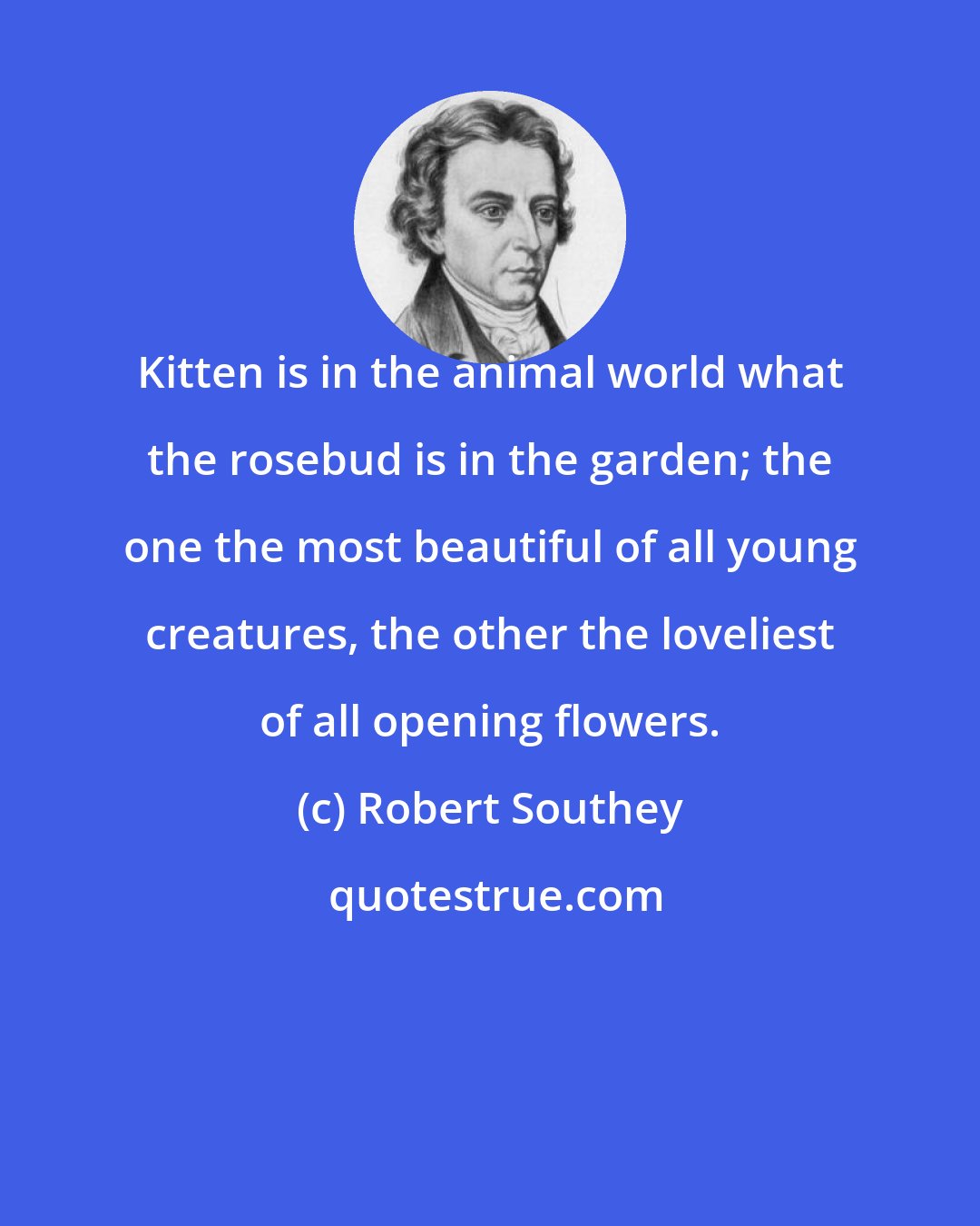 Robert Southey: Kitten is in the animal world what the rosebud is in the garden; the one the most beautiful of all young creatures, the other the loveliest of all opening flowers.