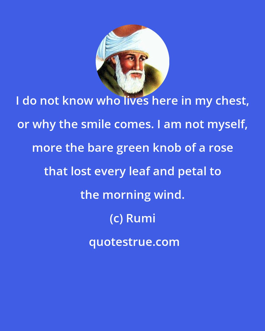 Rumi: I do not know who lives here in my chest, or why the smile comes. I am not myself, more the bare green knob of a rose that lost every leaf and petal to the morning wind.