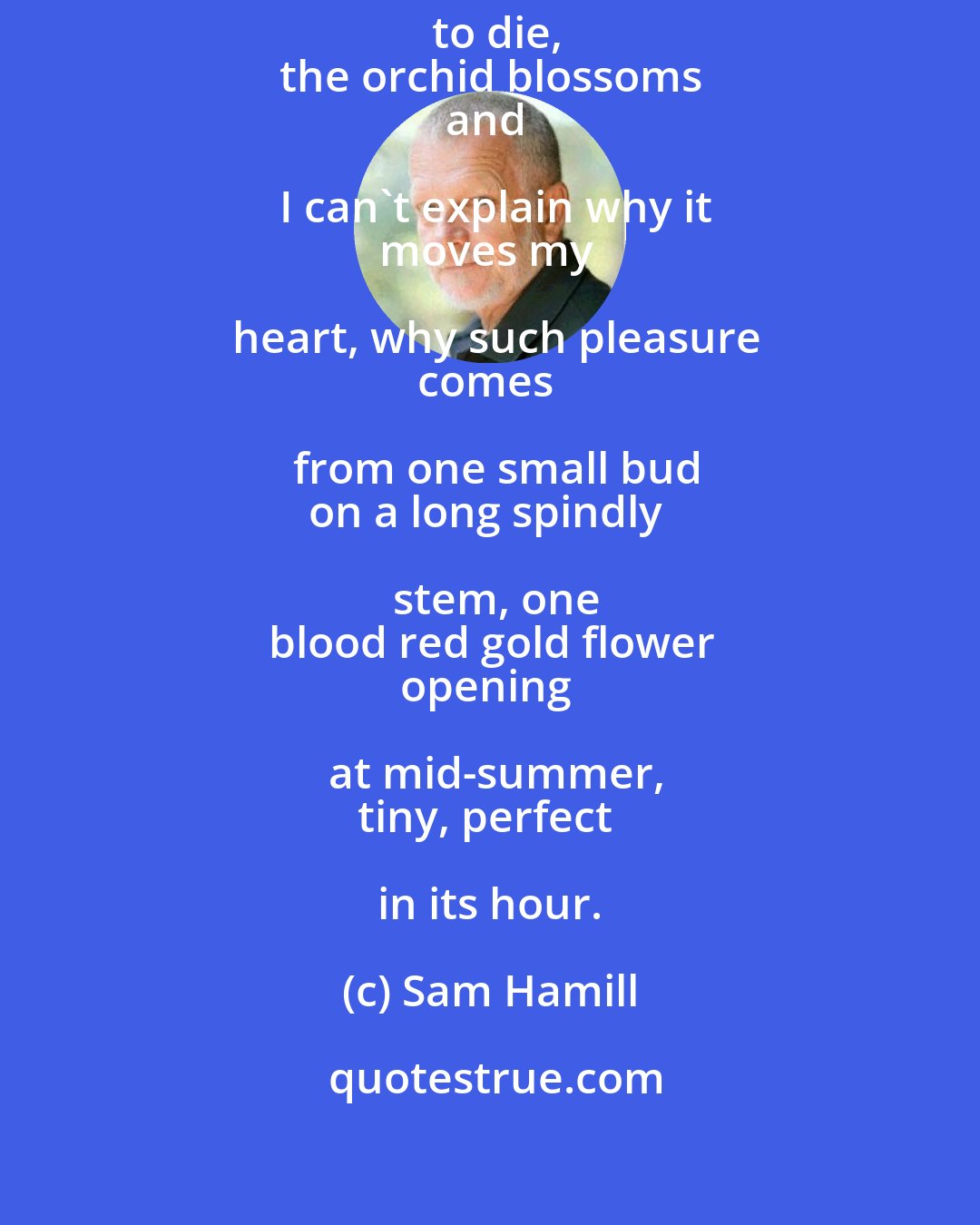 Sam Hamill: Just as I wonder
whether it's going to die,
the orchid blossoms
and I can't explain why it
moves my heart, why such pleasure
comes from one small bud
on a long spindly stem, one
blood red gold flower
opening at mid-summer,
tiny, perfect in its hour.