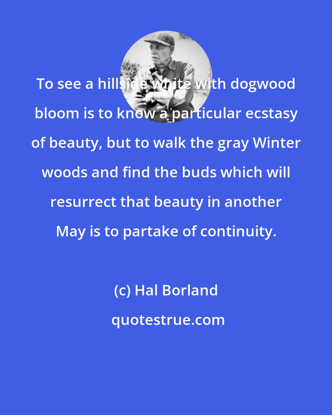 Hal Borland: To see a hillside white with dogwood bloom is to know a particular ecstasy of beauty, but to walk the gray Winter woods and find the buds which will resurrect that beauty in another May is to partake of continuity.