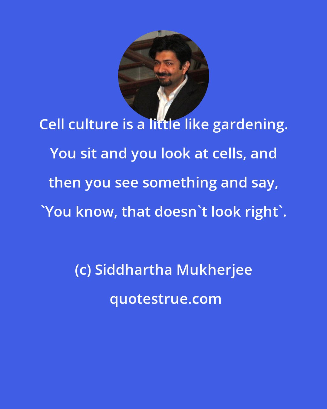 Siddhartha Mukherjee: Cell culture is a little like gardening. You sit and you look at cells, and then you see something and say, 'You know, that doesn't look right'.