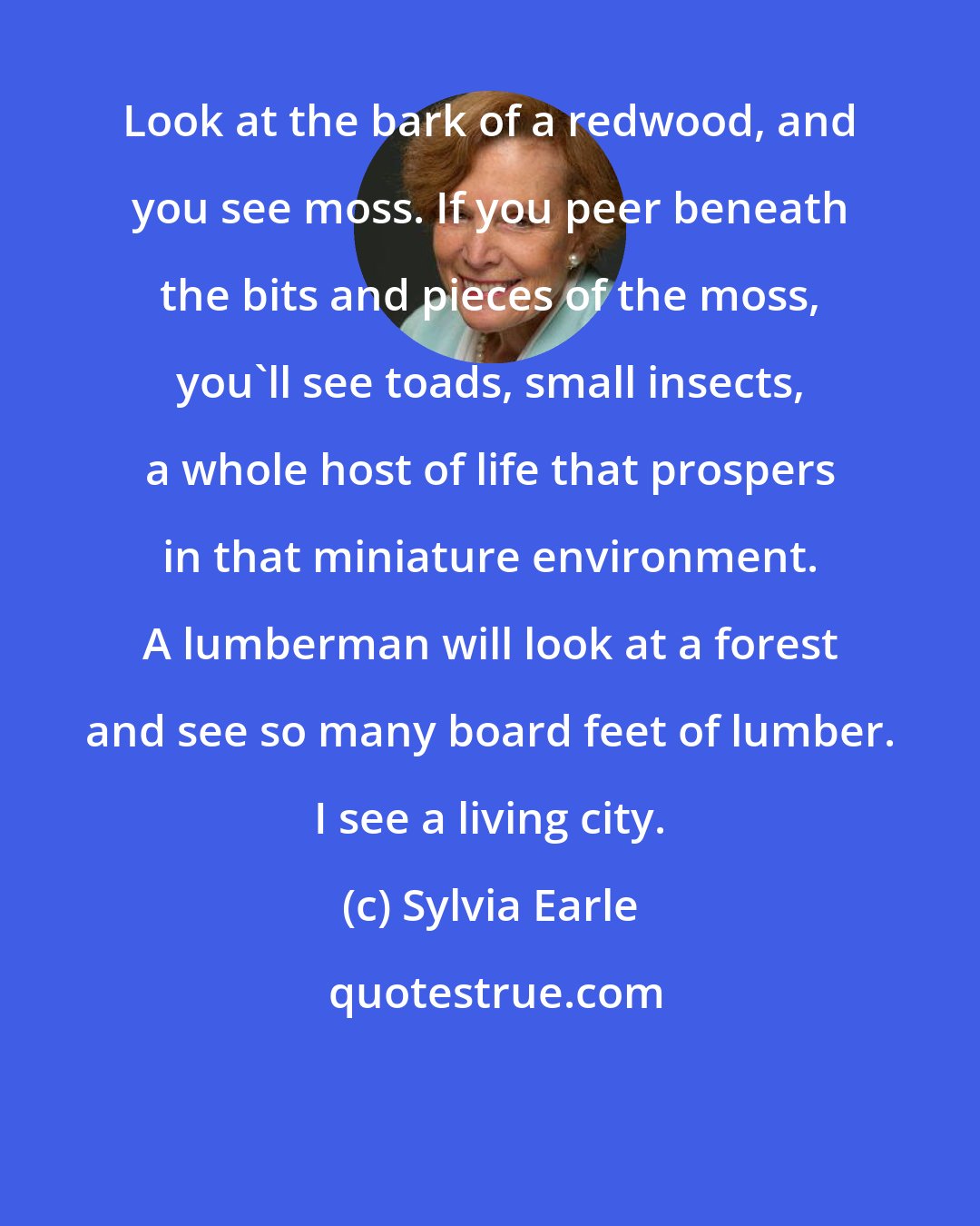 Sylvia Earle: Look at the bark of a redwood, and you see moss. If you peer beneath the bits and pieces of the moss, you'll see toads, small insects, a whole host of life that prospers in that miniature environment. A lumberman will look at a forest and see so many board feet of lumber. I see a living city.