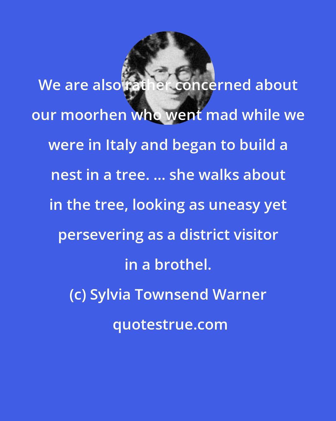 Sylvia Townsend Warner: We are also rather concerned about our moorhen who went mad while we were in Italy and began to build a nest in a tree. ... she walks about in the tree, looking as uneasy yet persevering as a district visitor in a brothel.