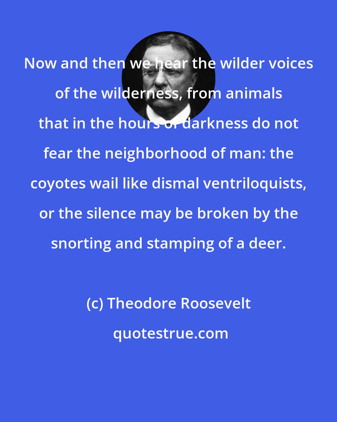 Theodore Roosevelt: Now and then we hear the wilder voices of the wilderness, from animals that in the hours of darkness do not fear the neighborhood of man: the coyotes wail like dismal ventriloquists, or the silence may be broken by the snorting and stamping of a deer.