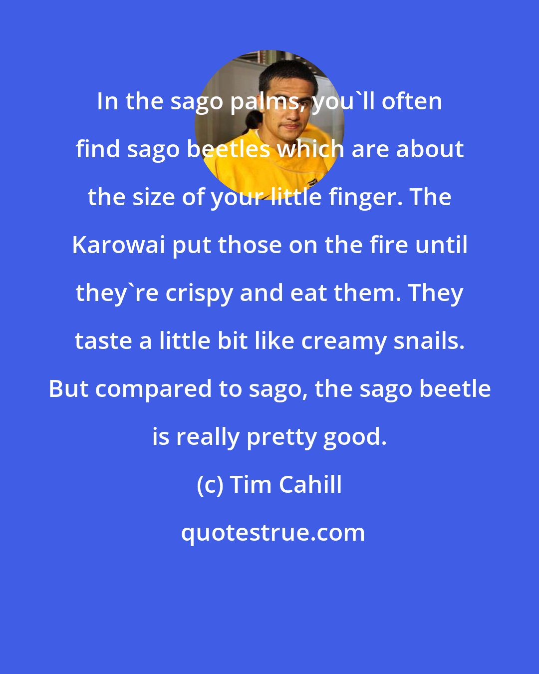 Tim Cahill: In the sago palms, you'll often find sago beetles which are about the size of your little finger. The Karowai put those on the fire until they're crispy and eat them. They taste a little bit like creamy snails. But compared to sago, the sago beetle is really pretty good.