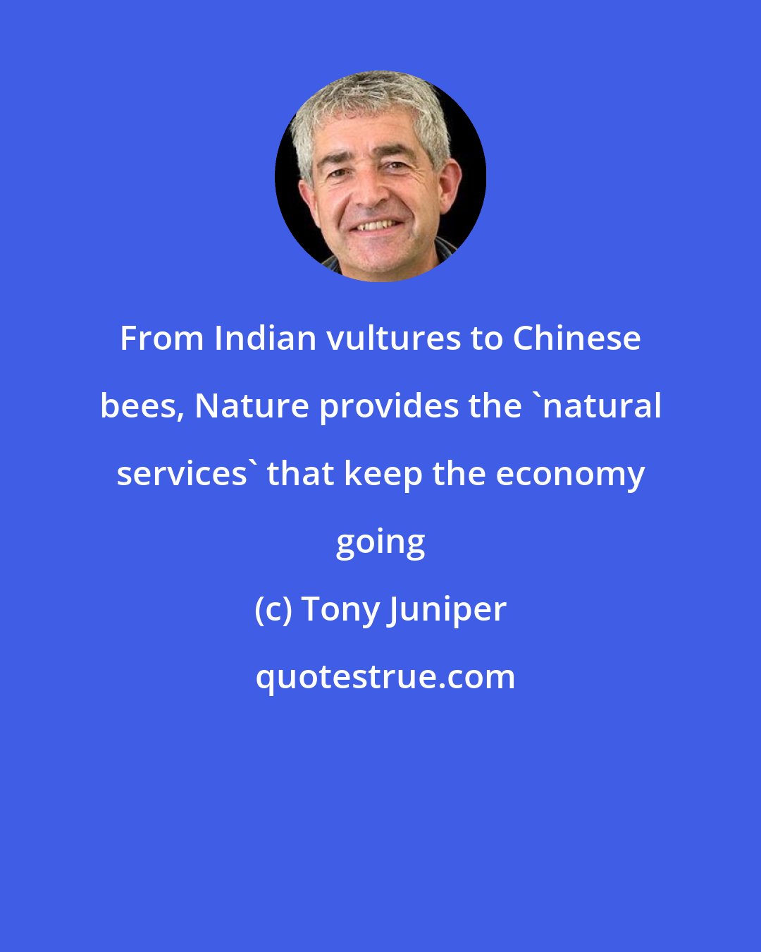 Tony Juniper: From Indian vultures to Chinese bees, Nature provides the 'natural services' that keep the economy going