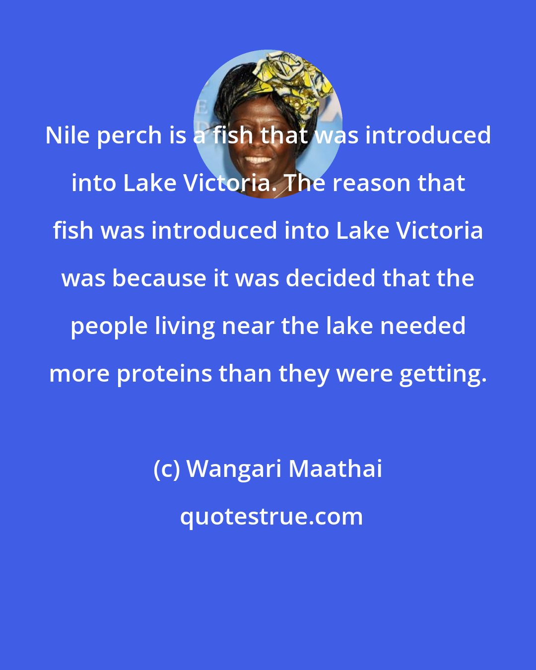 Wangari Maathai: Nile perch is a fish that was introduced into Lake Victoria. The reason that fish was introduced into Lake Victoria was because it was decided that the people living near the lake needed more proteins than they were getting.