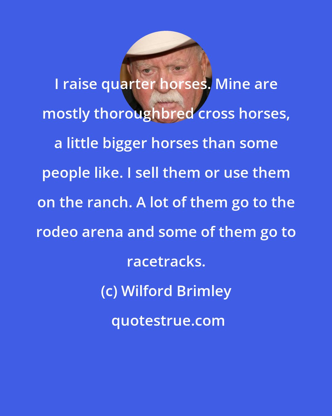 Wilford Brimley: I raise quarter horses. Mine are mostly thoroughbred cross horses, a little bigger horses than some people like. I sell them or use them on the ranch. A lot of them go to the rodeo arena and some of them go to racetracks.