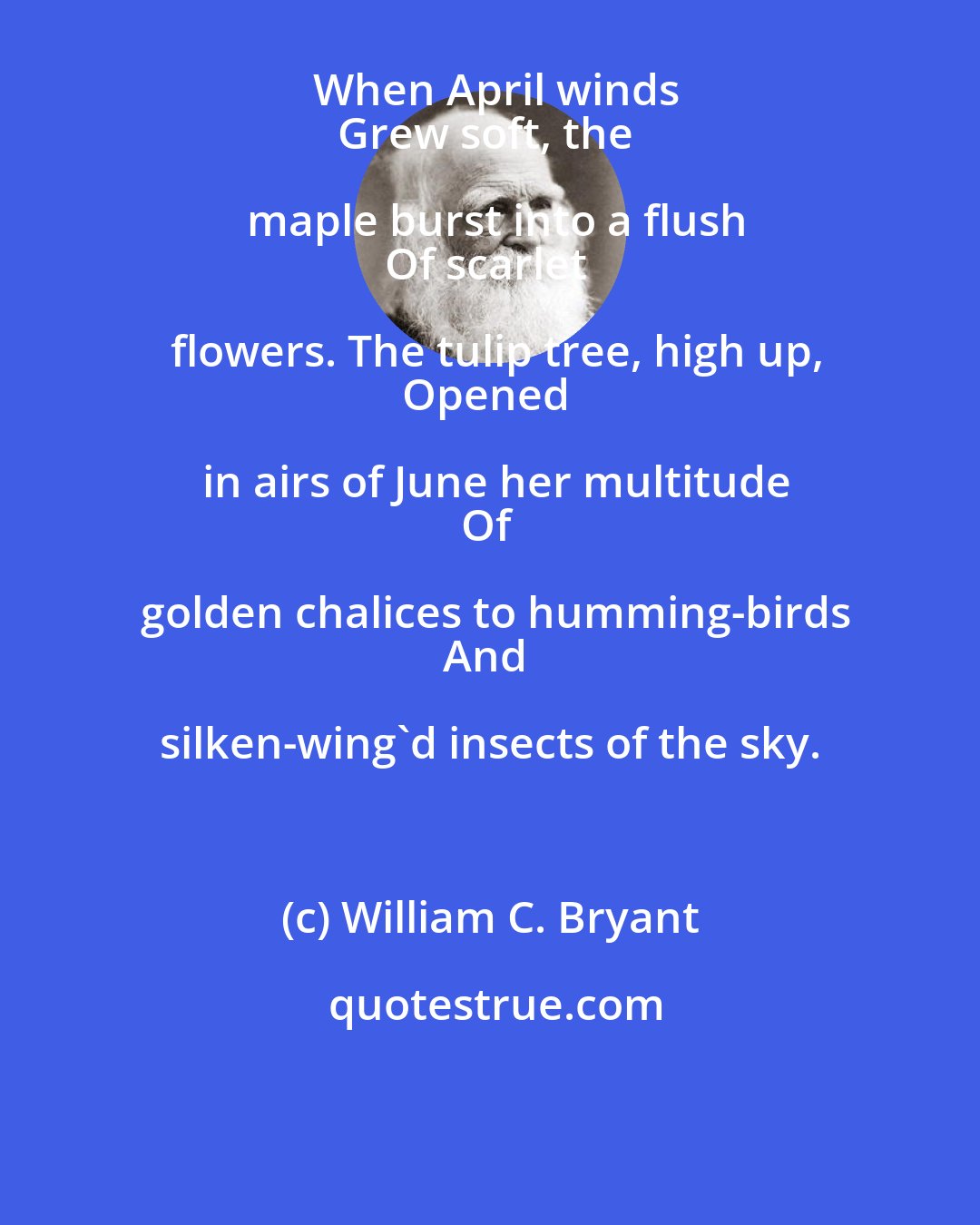 William C. Bryant: When April winds
Grew soft, the maple burst into a flush
Of scarlet flowers. The tulip tree, high up,
Opened in airs of June her multitude
Of golden chalices to humming-birds
And silken-wing'd insects of the sky.