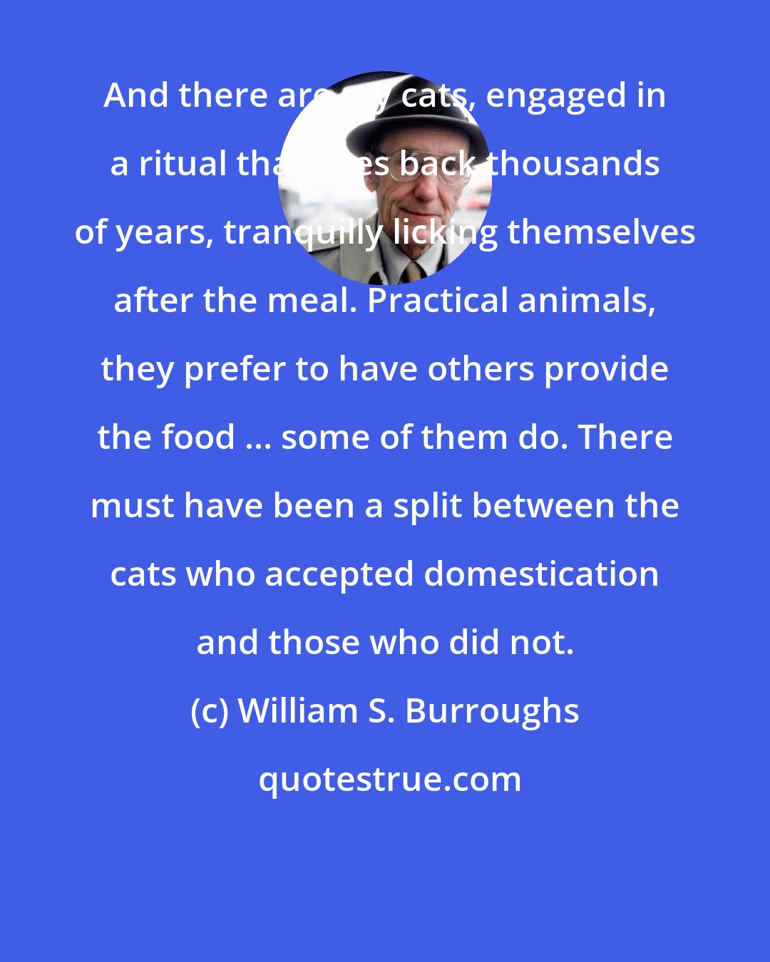 William S. Burroughs: And there are my cats, engaged in a ritual that goes back thousands of years, tranquilly licking themselves after the meal. Practical animals, they prefer to have others provide the food ... some of them do. There must have been a split between the cats who accepted domestication and those who did not.