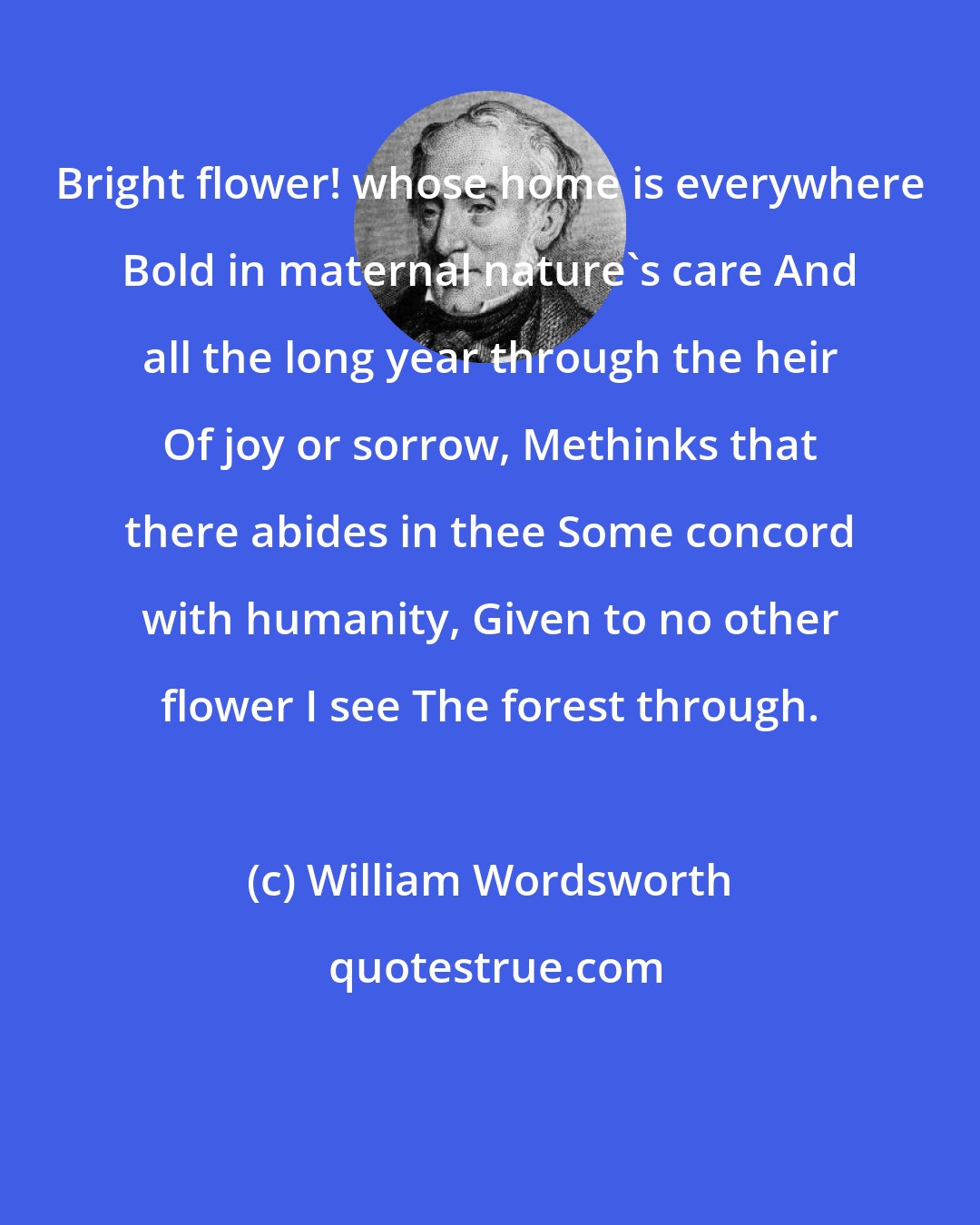 William Wordsworth: Bright flower! whose home is everywhere Bold in maternal nature's care And all the long year through the heir Of joy or sorrow, Methinks that there abides in thee Some concord with humanity, Given to no other flower I see The forest through.