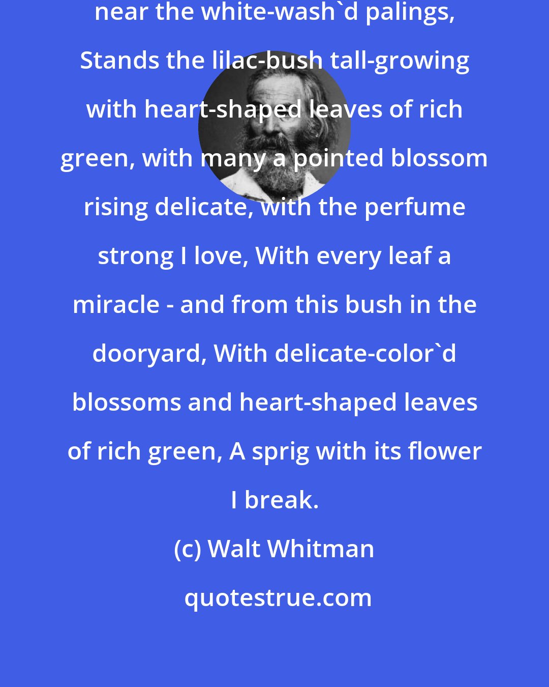 Walt Whitman: In the dooryard fronting an old farm-house near the white-wash'd palings, Stands the lilac-bush tall-growing with heart-shaped leaves of rich green, with many a pointed blossom rising delicate, with the perfume strong I love, With every leaf a miracle - and from this bush in the dooryard, With delicate-color'd blossoms and heart-shaped leaves of rich green, A sprig with its flower I break.
