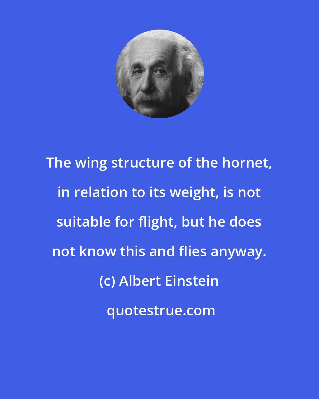 Albert Einstein: The wing structure of the hornet, in relation to its weight, is not suitable for flight, but he does not know this and flies anyway.