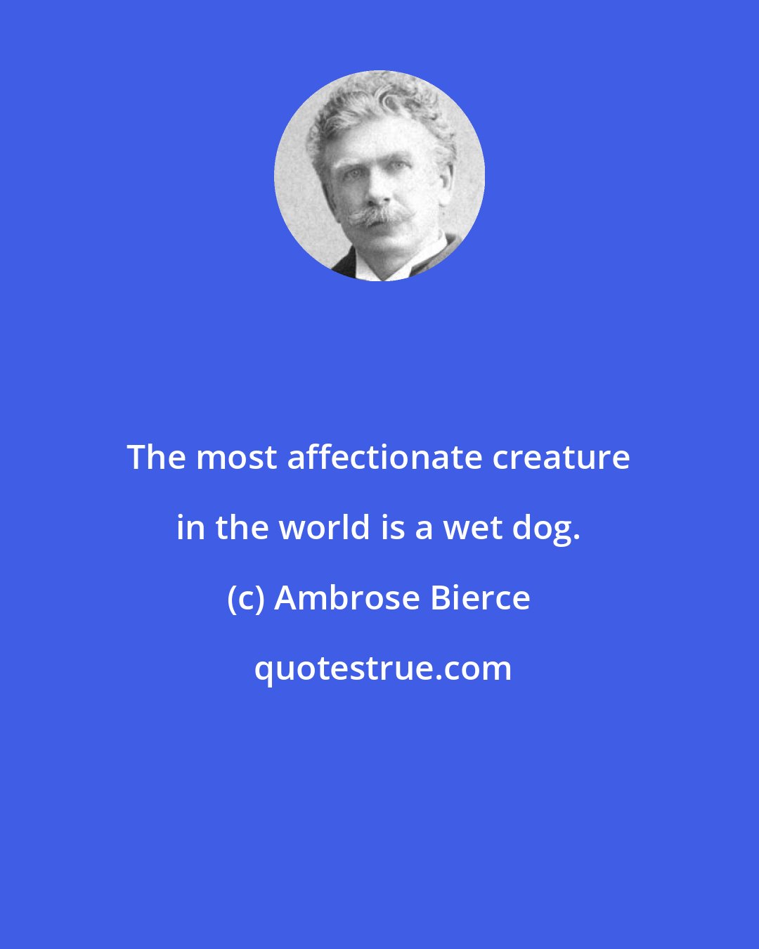 Ambrose Bierce: The most affectionate creature in the world is a wet dog.