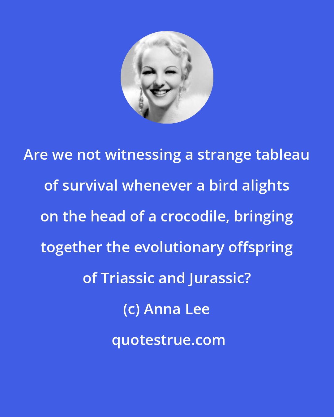 Anna Lee: Are we not witnessing a strange tableau of survival whenever a bird alights on the head of a crocodile, bringing together the evolutionary offspring of Triassic and Jurassic?