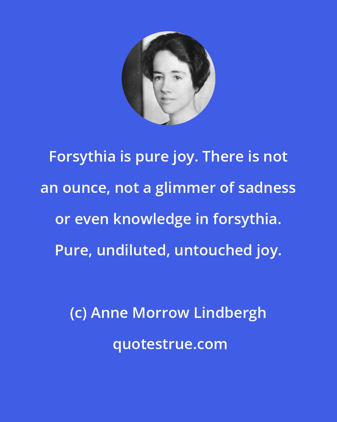 Anne Morrow Lindbergh: Forsythia is pure joy. There is not an ounce, not a glimmer of sadness or even knowledge in forsythia. Pure, undiluted, untouched joy.