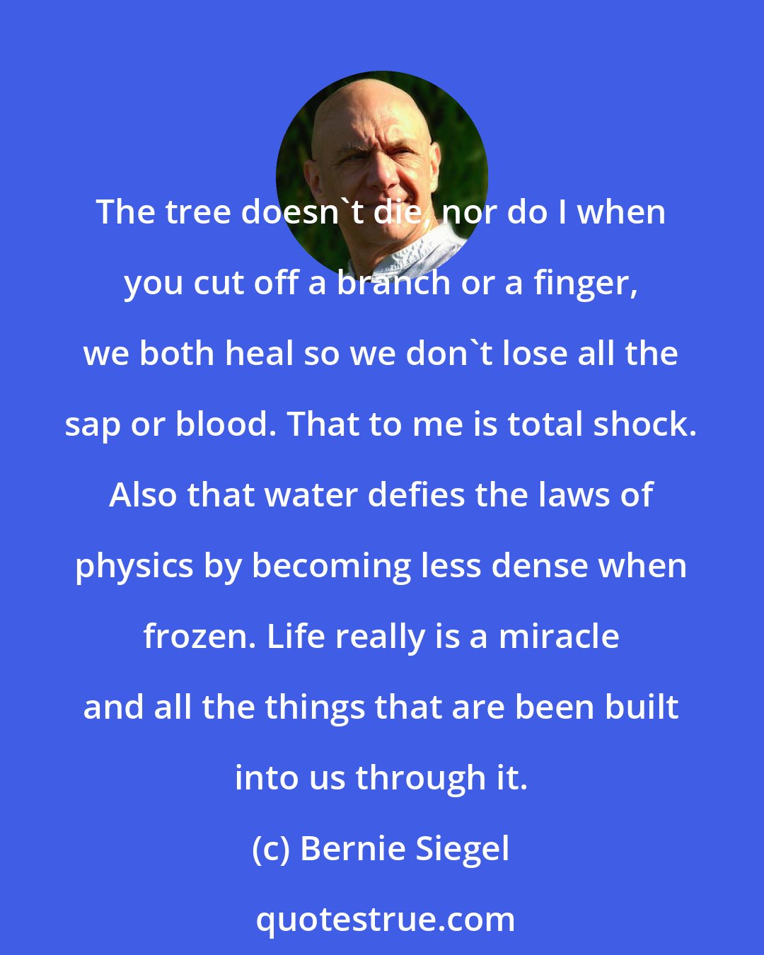 Bernie Siegel: The tree doesn't die, nor do I when you cut off a branch or a finger, we both heal so we don't lose all the sap or blood. That to me is total shock. Also that water defies the laws of physics by becoming less dense when frozen. Life really is a miracle and all the things that are been built into us through it.