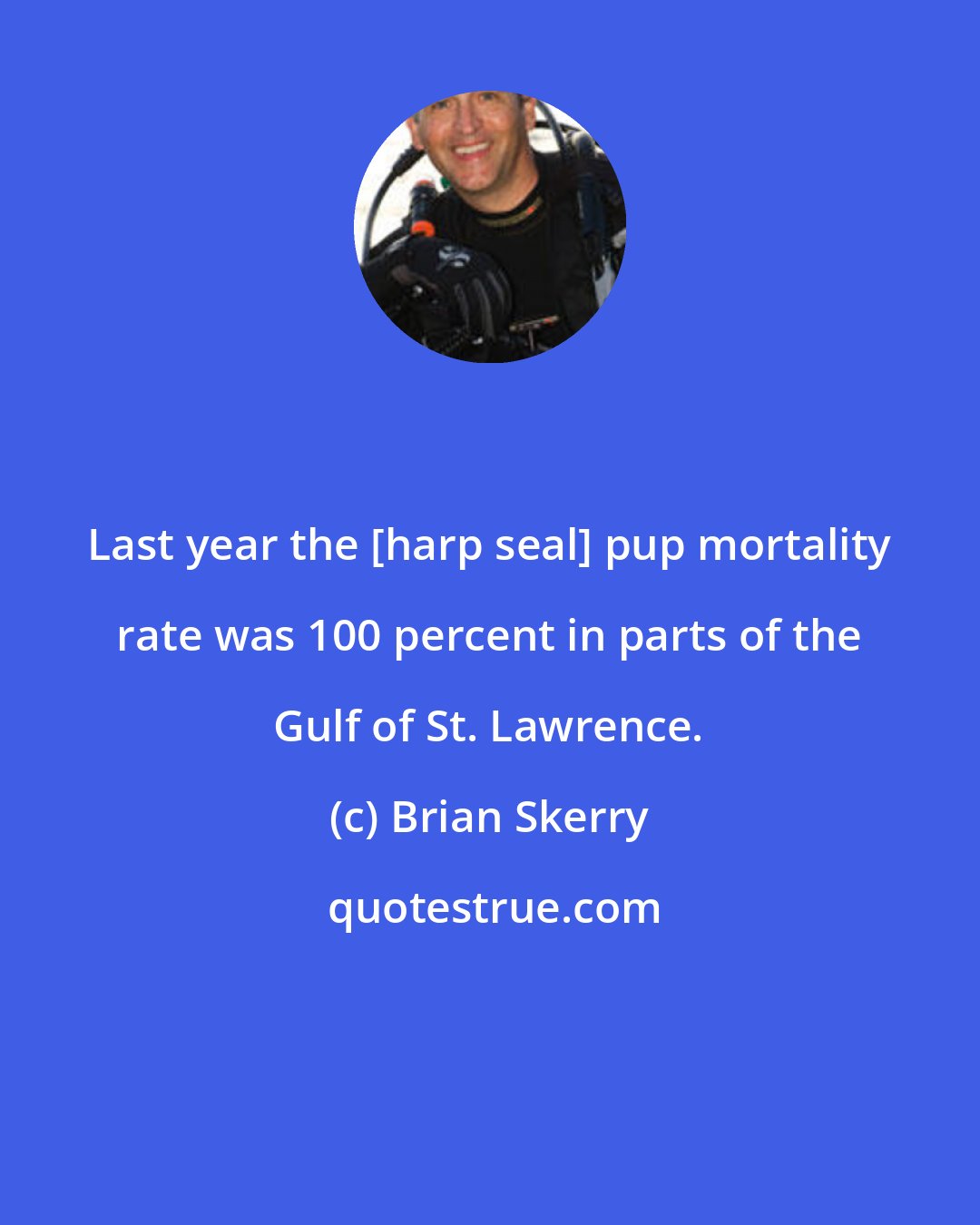 Brian Skerry: Last year the [harp seal] pup mortality rate was 100 percent in parts of the Gulf of St. Lawrence.