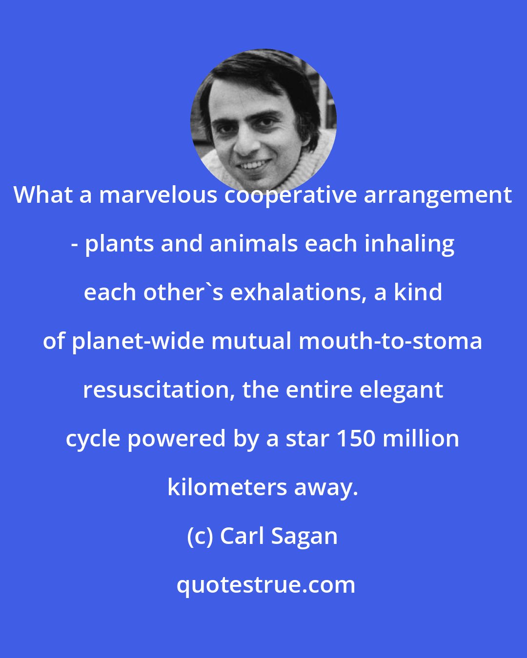 Carl Sagan: What a marvelous cooperative arrangement - plants and animals each inhaling each other's exhalations, a kind of planet-wide mutual mouth-to-stoma resuscitation, the entire elegant cycle powered by a star 150 million kilometers away.