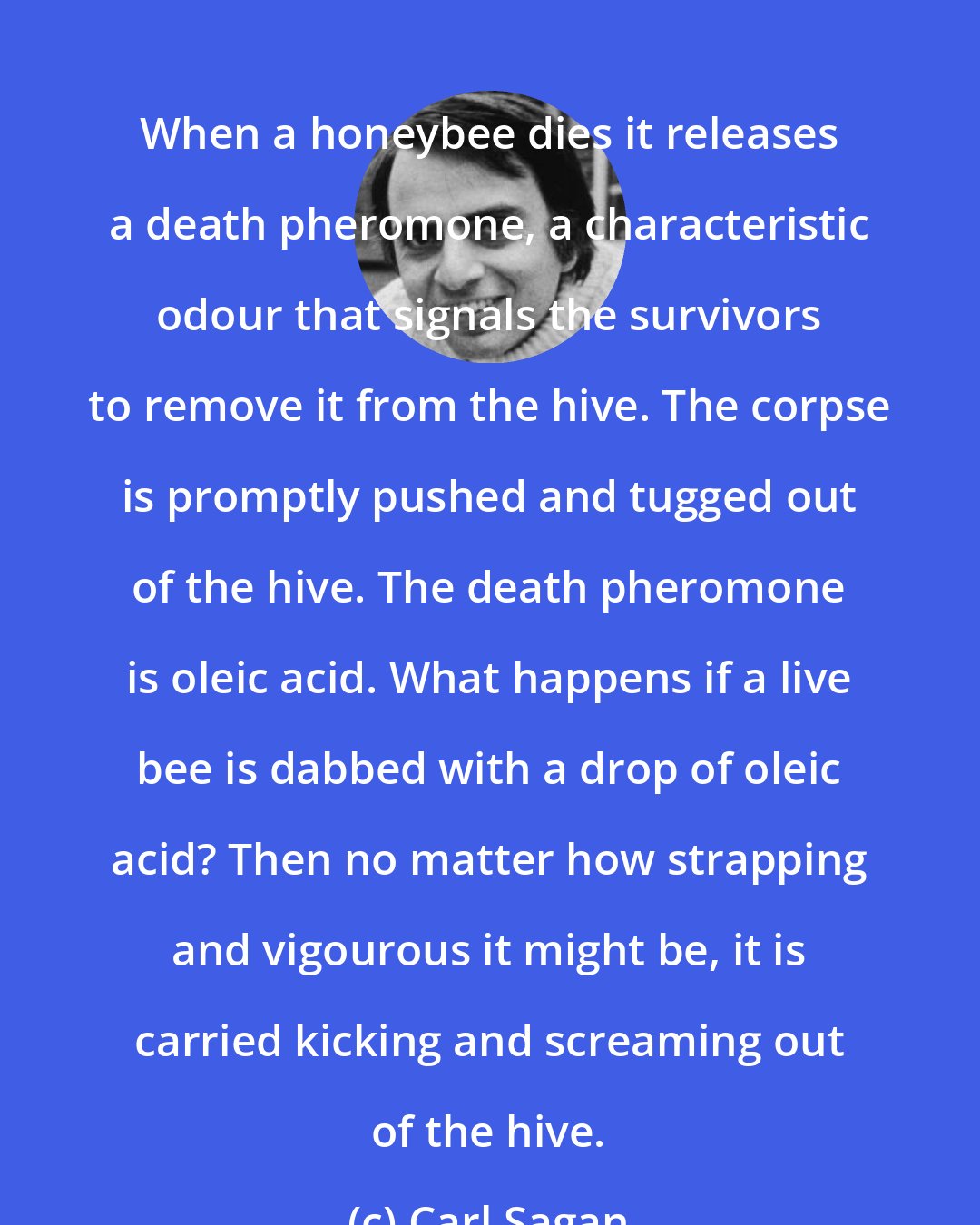 Carl Sagan: When a honeybee dies it releases a death pheromone, a characteristic odour that signals the survivors to remove it from the hive. The corpse is promptly pushed and tugged out of the hive. The death pheromone is oleic acid. What happens if a live bee is dabbed with a drop of oleic acid? Then no matter how strapping and vigourous it might be, it is carried kicking and screaming out of the hive.