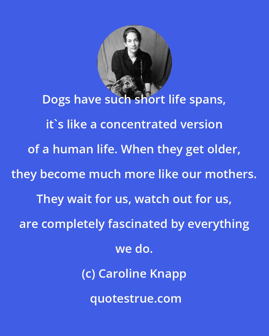 Caroline Knapp: Dogs have such short life spans, it's like a concentrated version of a human life. When they get older, they become much more like our mothers. They wait for us, watch out for us, are completely fascinated by everything we do.