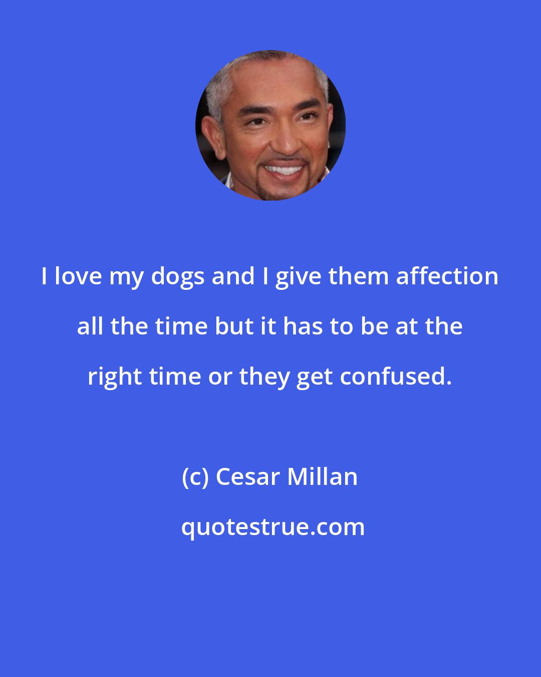 Cesar Millan: I love my dogs and I give them affection all the time but it has to be at the right time or they get confused.