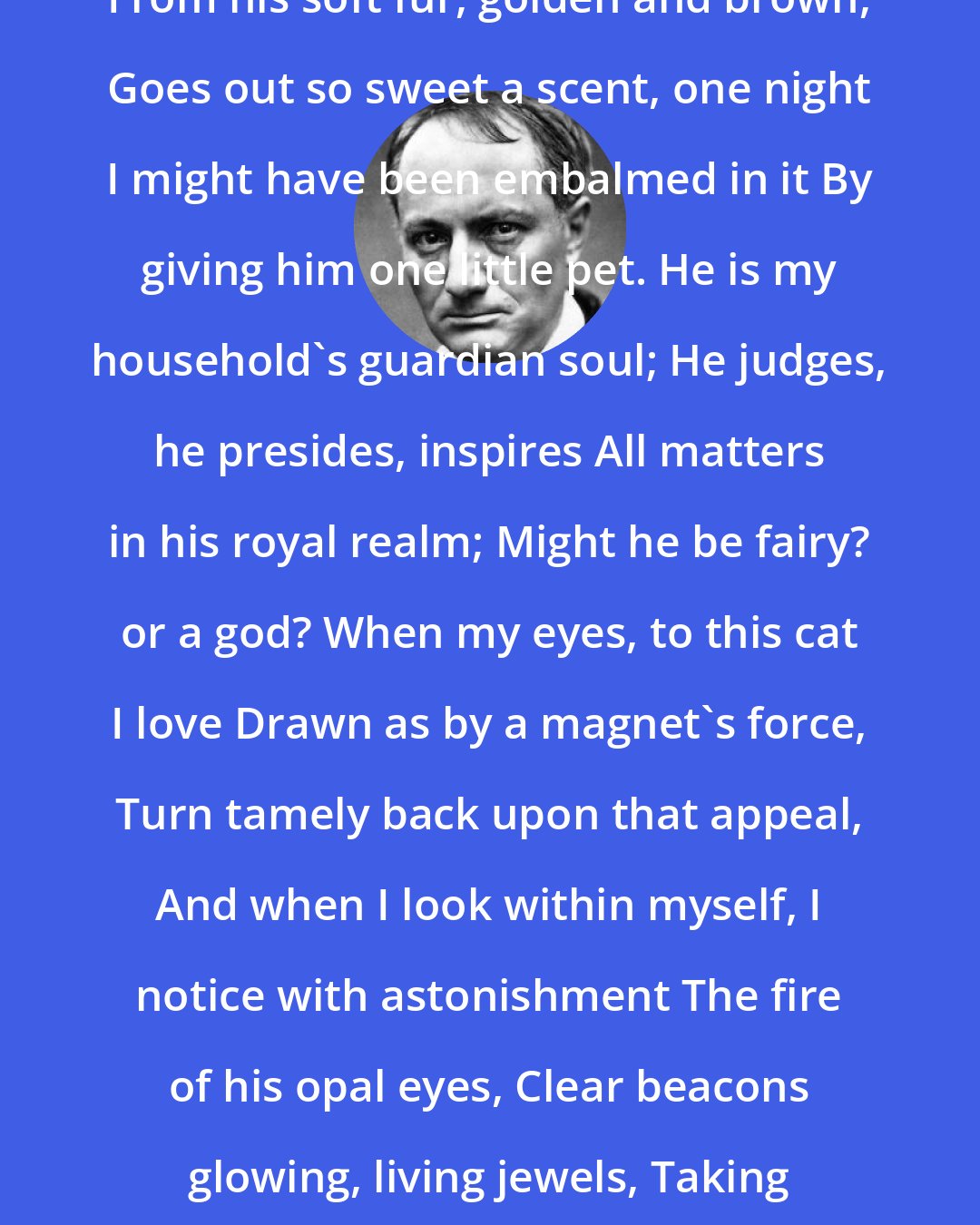 Charles Baudelaire: From his soft fur, golden and brown, Goes out so sweet a scent, one night I might have been embalmed in it By giving him one little pet. He is my household's guardian soul; He judges, he presides, inspires All matters in his royal realm; Might he be fairy? or a god? When my eyes, to this cat I love Drawn as by a magnet's force, Turn tamely back upon that appeal, And when I look within myself, I notice with astonishment The fire of his opal eyes, Clear beacons glowing, living jewels, Taking my measure, steadily.