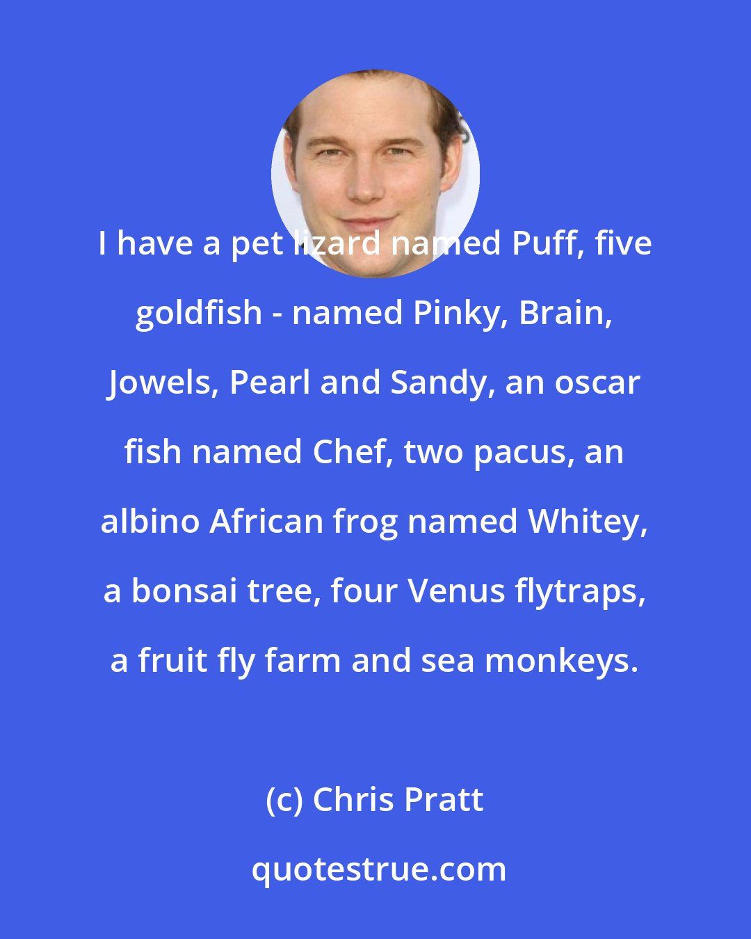 Chris Pratt: I have a pet lizard named Puff, five goldfish - named Pinky, Brain, Jowels, Pearl and Sandy, an oscar fish named Chef, two pacus, an albino African frog named Whitey, a bonsai tree, four Venus flytraps, a fruit fly farm and sea monkeys.