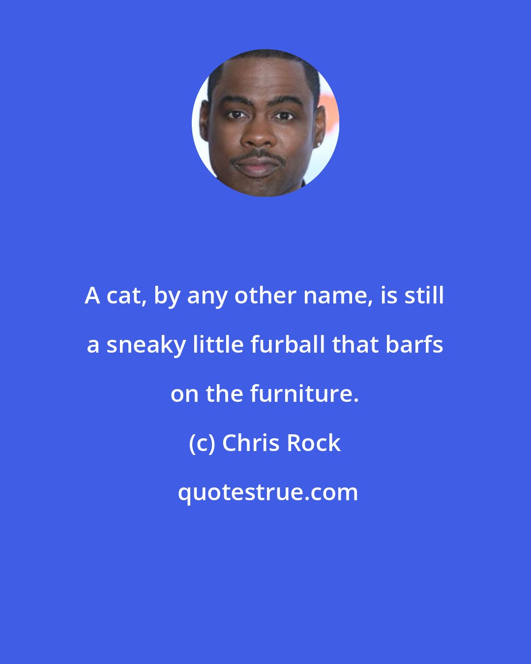 Chris Rock: A cat, by any other name, is still a sneaky little furball that barfs on the furniture.