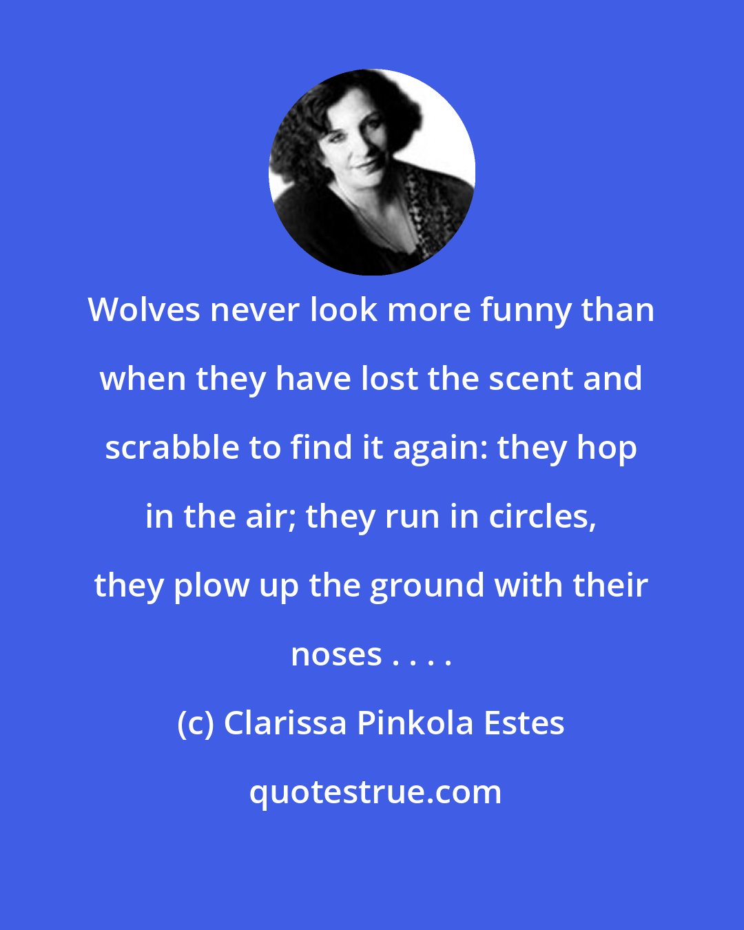 Clarissa Pinkola Estes: Wolves never look more funny than when they have lost the scent and scrabble to find it again: they hop in the air; they run in circles, they plow up the ground with their noses . . . .