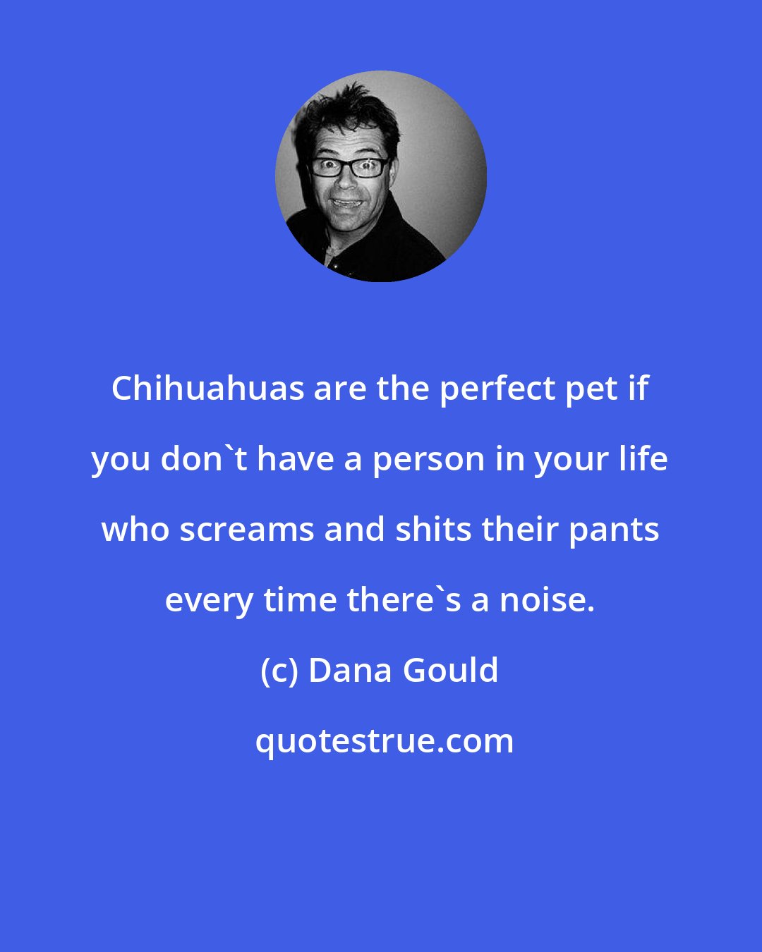 Dana Gould: Chihuahuas are the perfect pet if you don't have a person in your life who screams and shits their pants every time there's a noise.