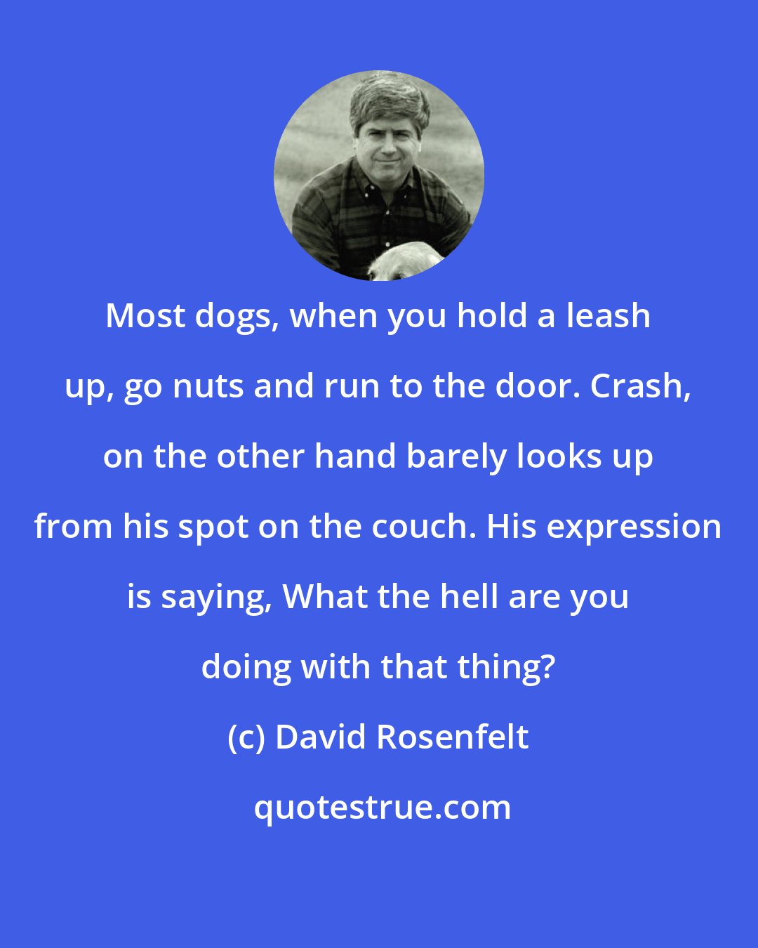 David Rosenfelt: Most dogs, when you hold a leash up, go nuts and run to the door. Crash, on the other hand barely looks up from his spot on the couch. His expression is saying, What the hell are you doing with that thing?