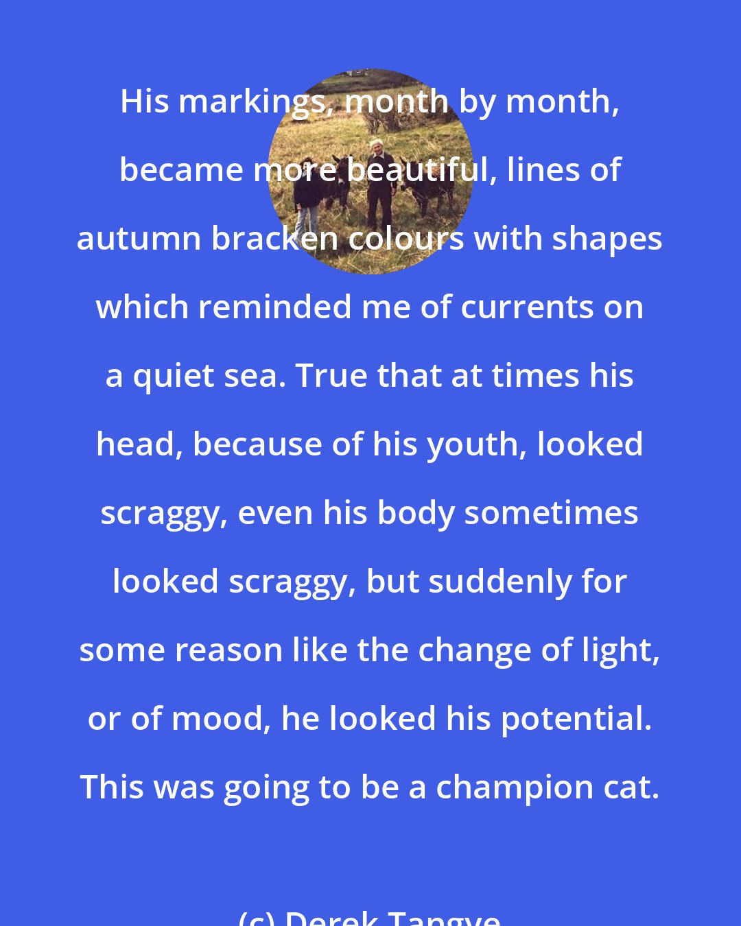 Derek Tangye: His markings, month by month, became more beautiful, lines of autumn bracken colours with shapes which reminded me of currents on a quiet sea. True that at times his head, because of his youth, looked scraggy, even his body sometimes looked scraggy, but suddenly for some reason like the change of light, or of mood, he looked his potential. This was going to be a champion cat.