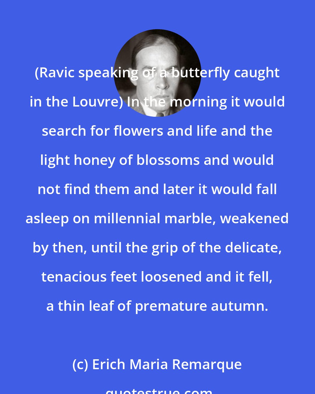 Erich Maria Remarque: (Ravic speaking of a butterfly caught in the Louvre) In the morning it would search for flowers and life and the light honey of blossoms and would not find them and later it would fall asleep on millennial marble, weakened by then, until the grip of the delicate, tenacious feet loosened and it fell, a thin leaf of premature autumn.