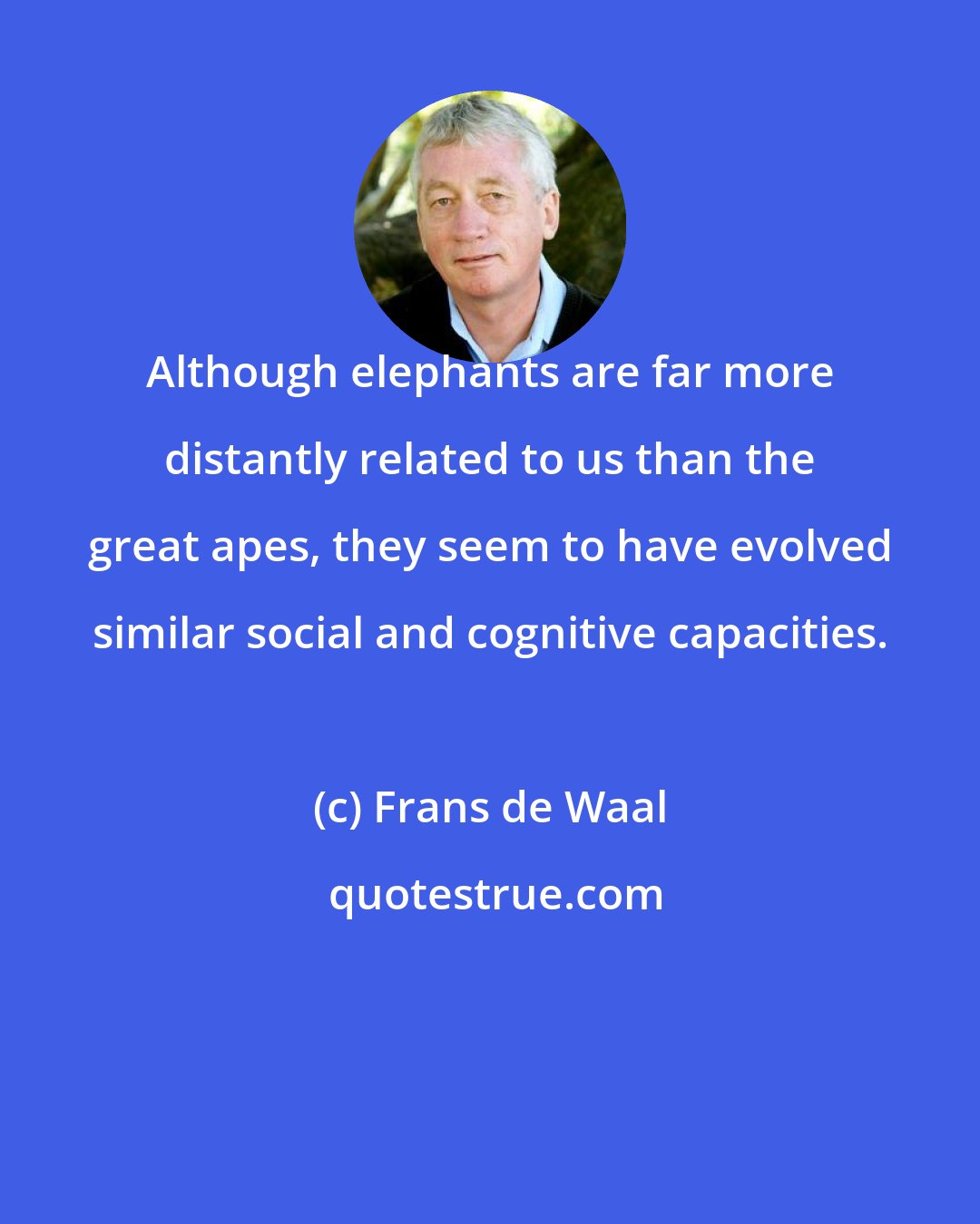 Frans de Waal: Although elephants are far more distantly related to us than the great apes, they seem to have evolved similar social and cognitive capacities.