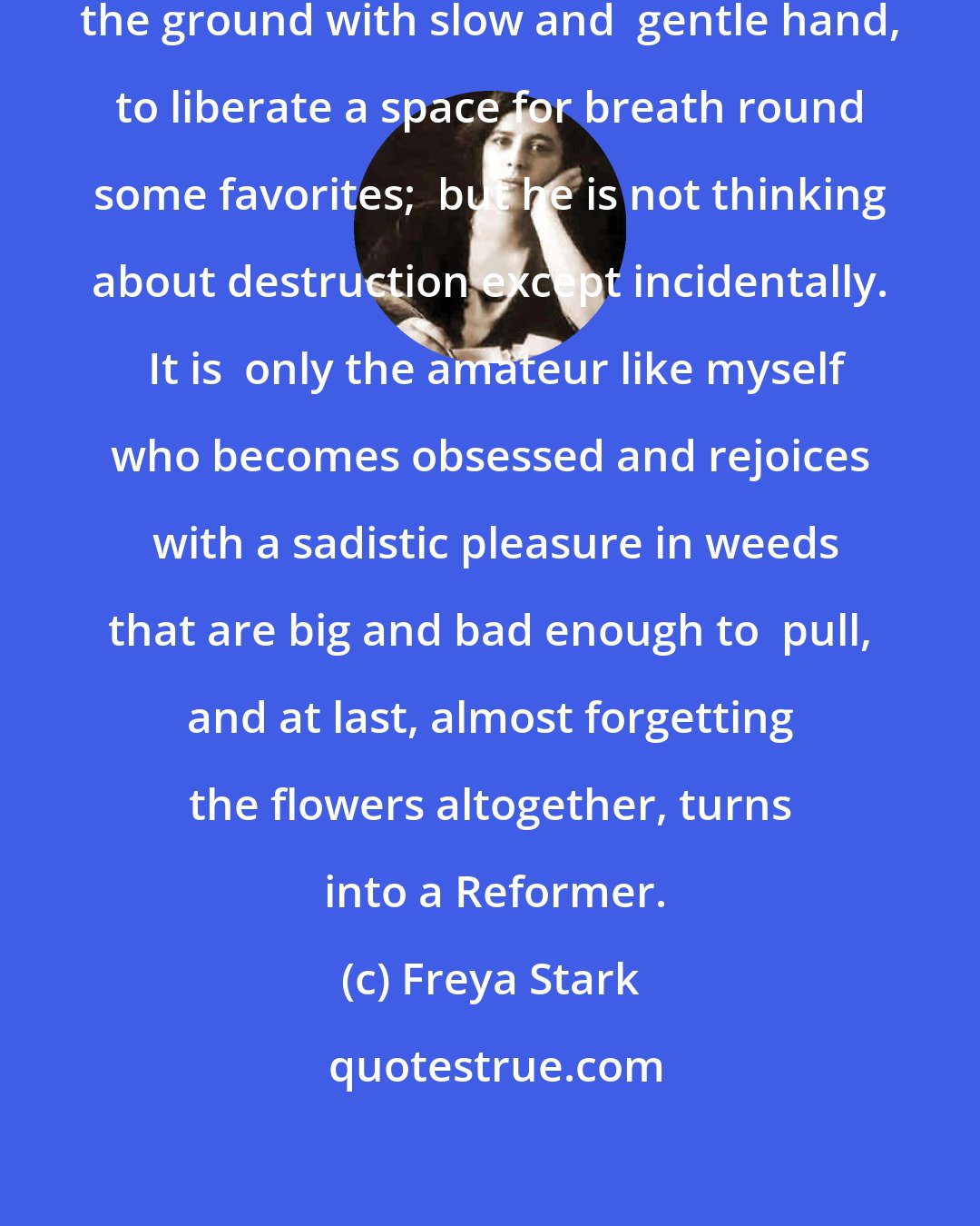 Freya Stark: The true gardener then brushes over the ground with slow and  gentle hand, to liberate a space for breath round some favorites;  but he is not thinking about destruction except incidentally.  It is  only the amateur like myself who becomes obsessed and rejoices  with a sadistic pleasure in weeds that are big and bad enough to  pull, and at last, almost forgetting the flowers altogether, turns  into a Reformer.