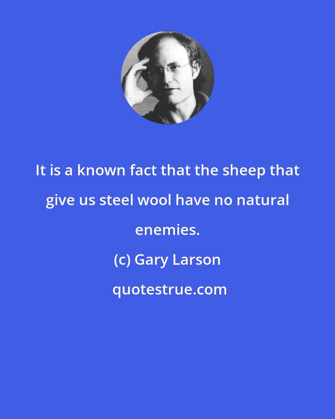 Gary Larson: It is a known fact that the sheep that give us steel wool have no natural enemies.