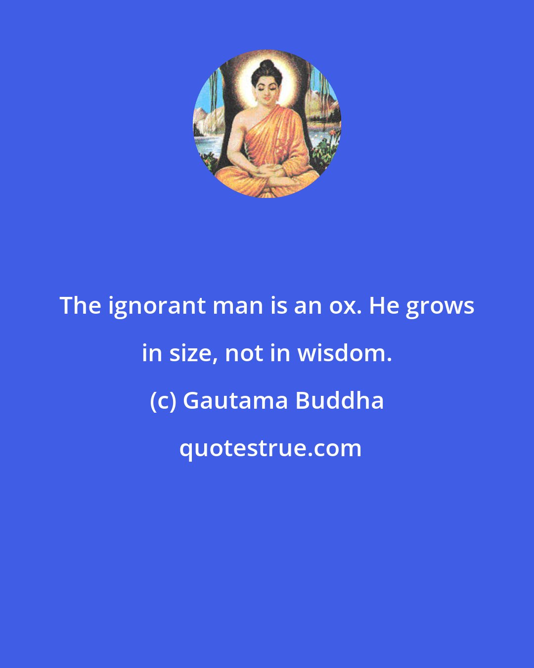 Gautama Buddha: The ignorant man is an ox. He grows in size, not in wisdom.