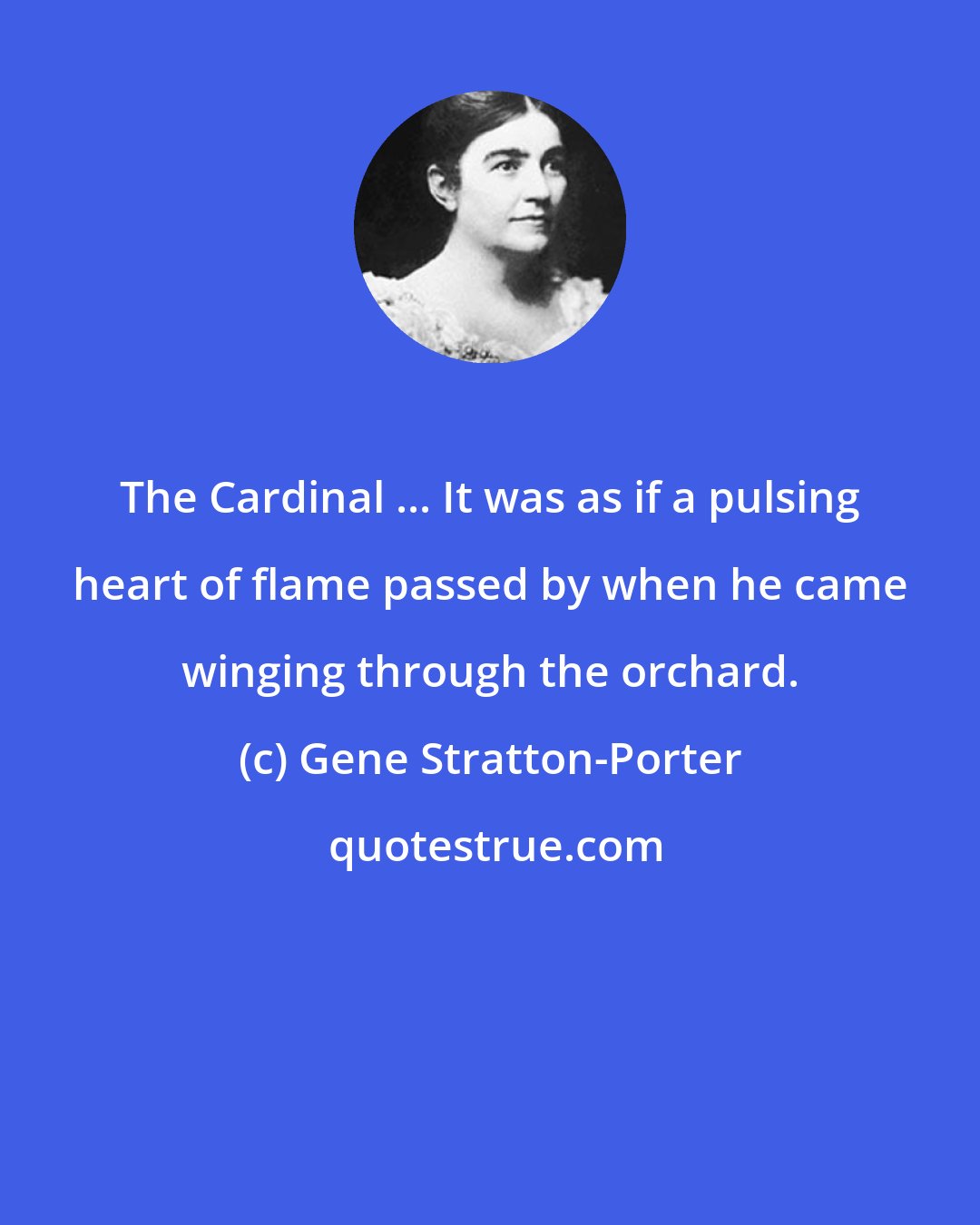 Gene Stratton-Porter: The Cardinal ... It was as if a pulsing heart of flame passed by when he came winging through the orchard.