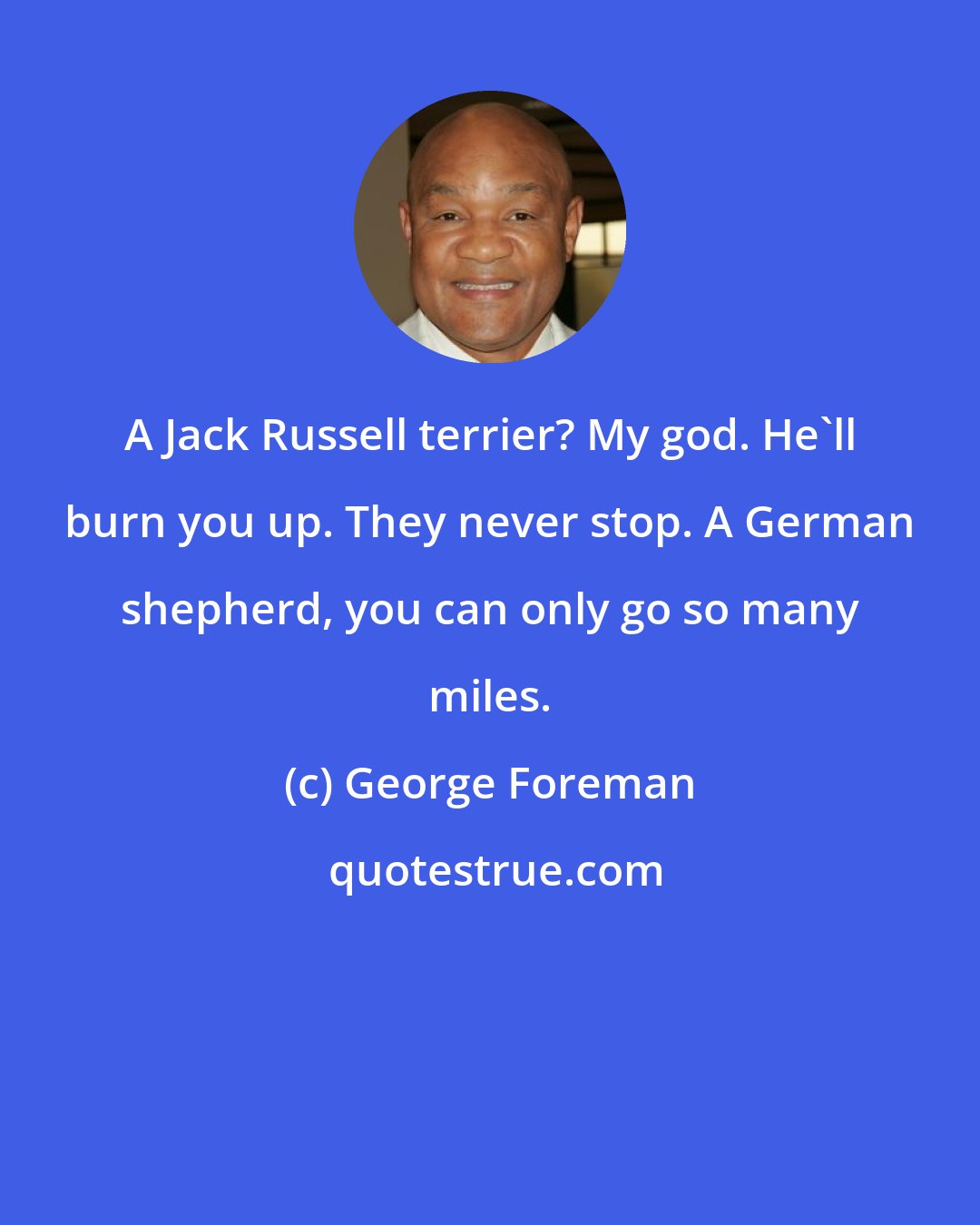 George Foreman: A Jack Russell terrier? My god. He'll burn you up. They never stop. A German shepherd, you can only go so many miles.