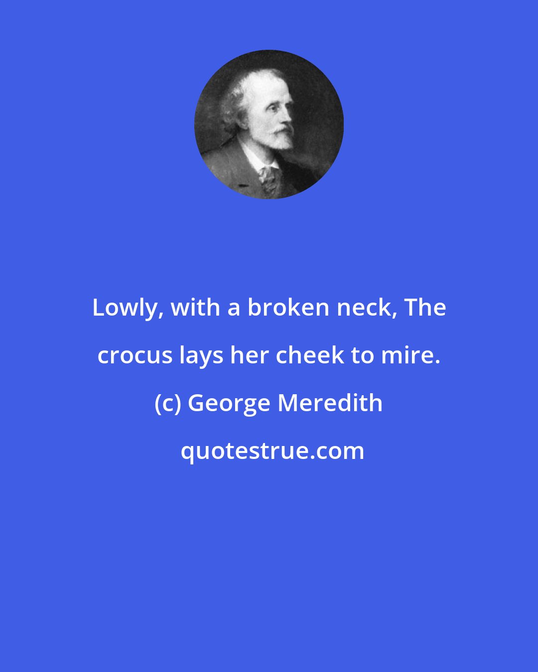 George Meredith: Lowly, with a broken neck, The crocus lays her cheek to mire.