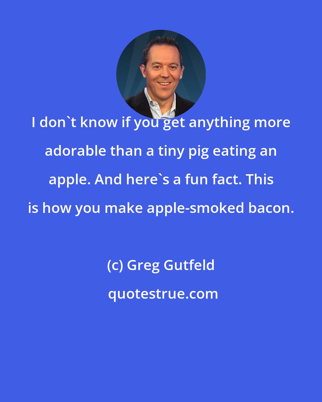 Greg Gutfeld: I don't know if you get anything more adorable than a tiny pig eating an apple. And here's a fun fact. This is how you make apple-smoked bacon.